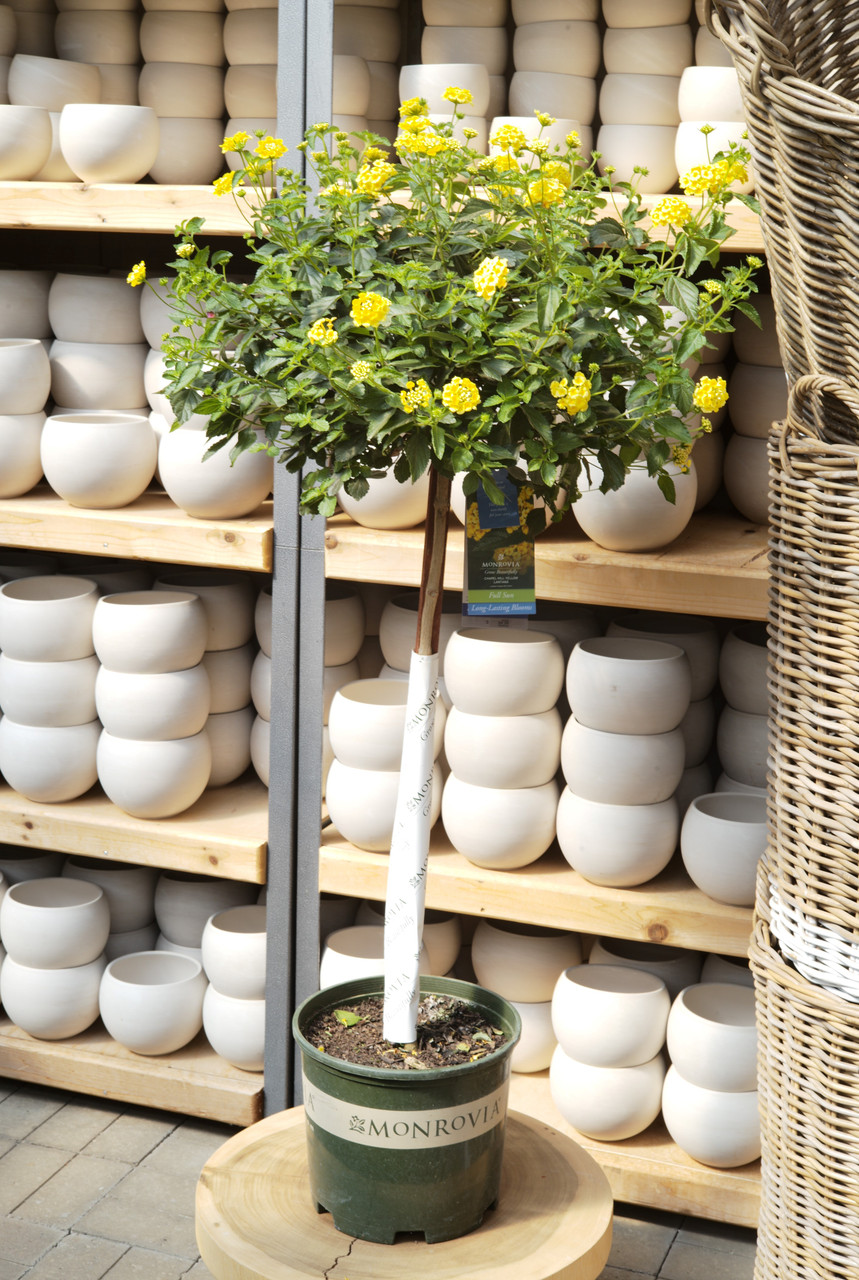 Lantana Chapel Hill Yellow Patio Tree - 3 gal - Tonkadale