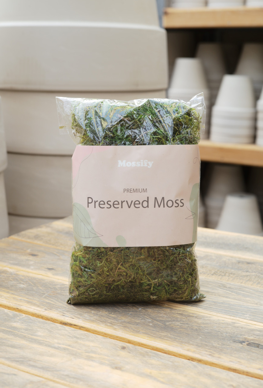 Mossify Preserved Moss Mix Green - Tonkadale
