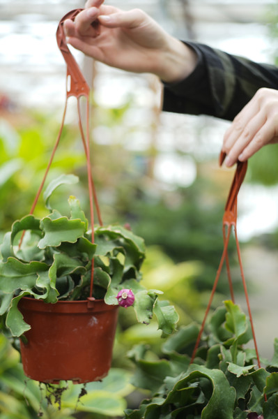 Orchid Cactus Curly Sue