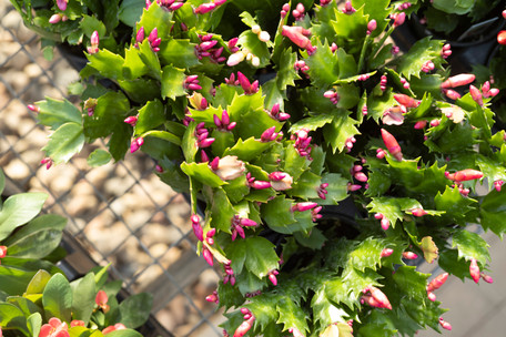 Longest Lived Houseplants: Christmas Cactus 