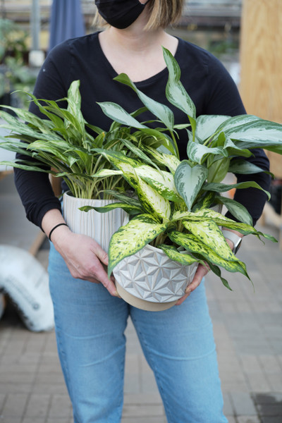 ​Top Plants to Gift + Pots