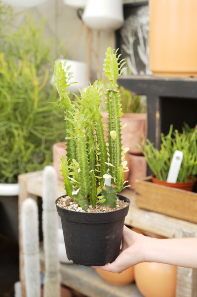 Euphorbia trigona