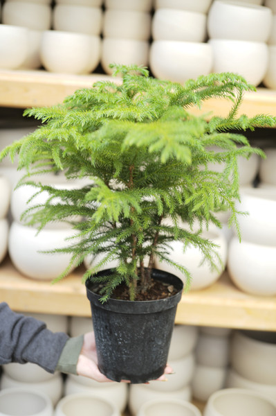 Norfolk Island Pine