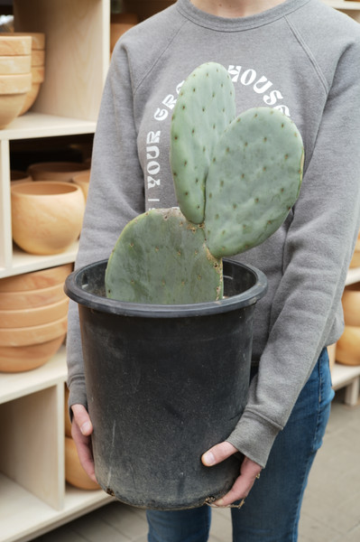 Prickly Pear Cactus