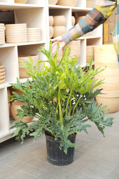 Philodendron Lickety Split