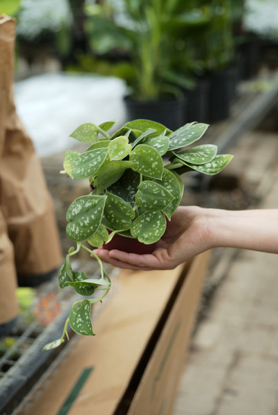 Scindapsus pictus exotica