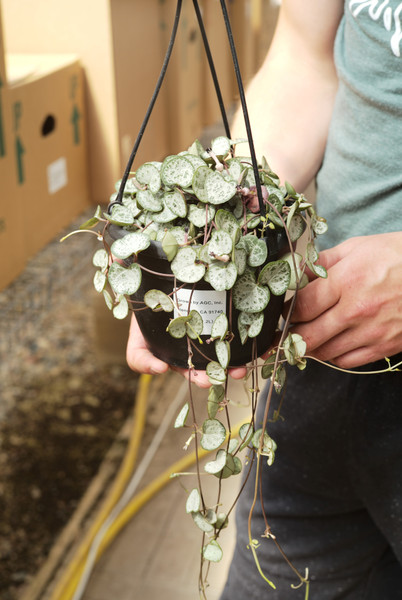 String of Hearts Silver