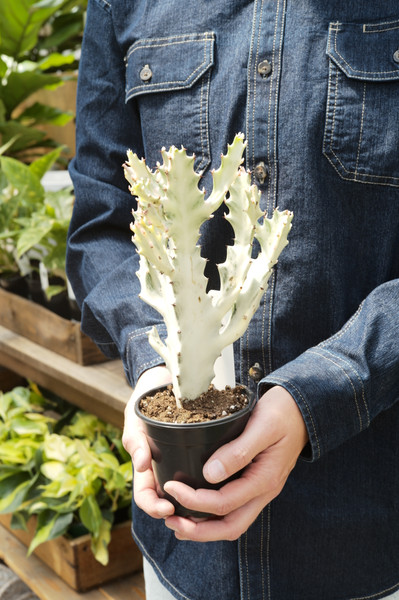 Euphorbia lactea White Ghost
