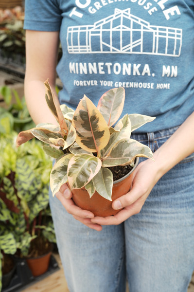 Ficus Tineke