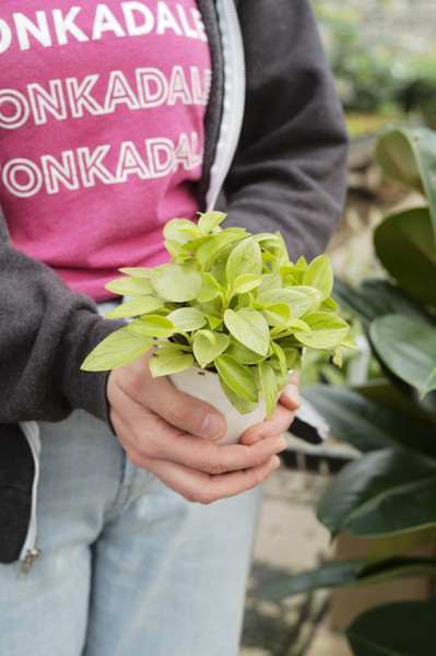 Peperomia Pixie Lime