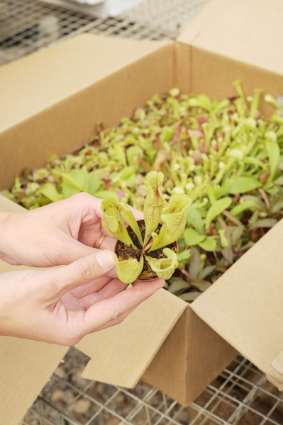 Carnivorous Plant Chat