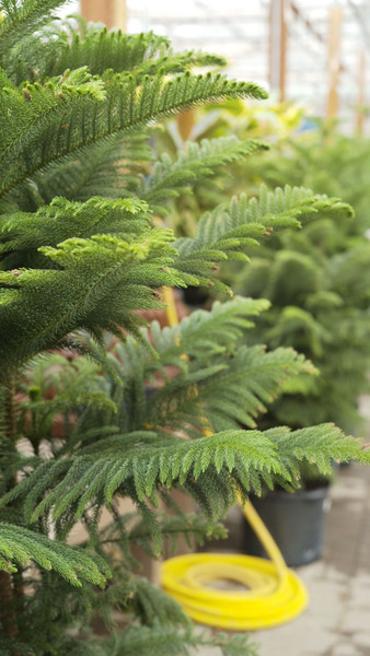 Norfolk Island Pine