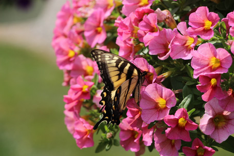 annuals & perennials for pollinators