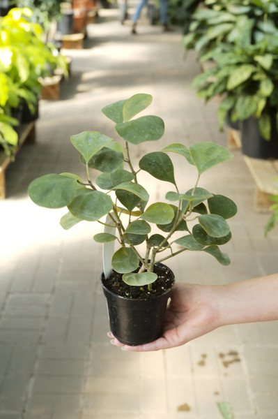Ficus Deltoidea
