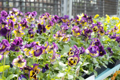 Pansies