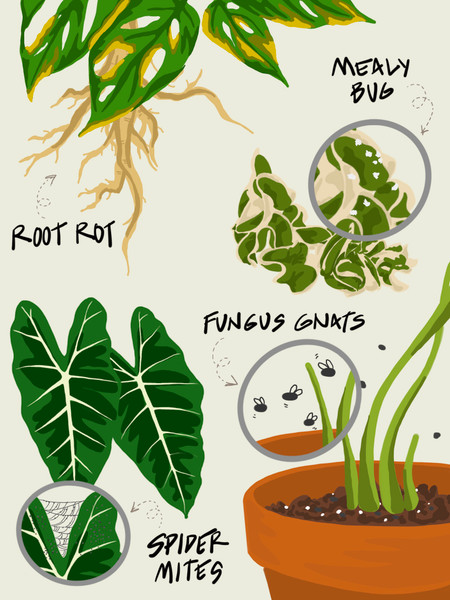 Common Houseplant Problems and Solutions