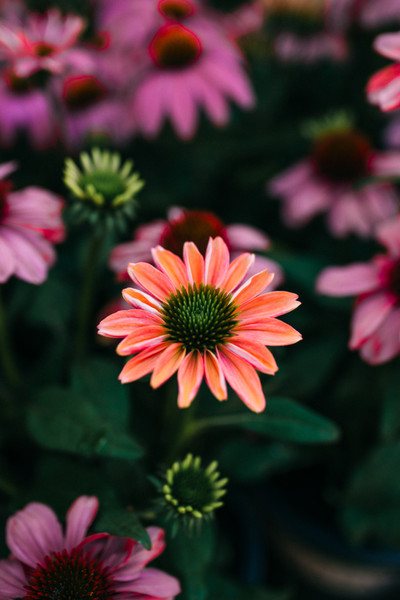 coneflower season is here 