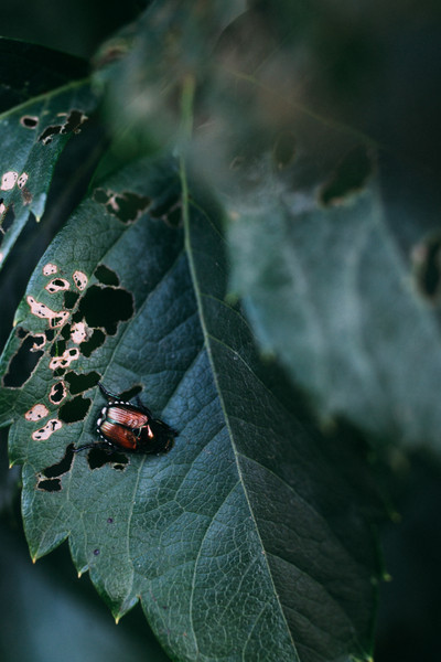 dealing with japanese beetles and slugs 