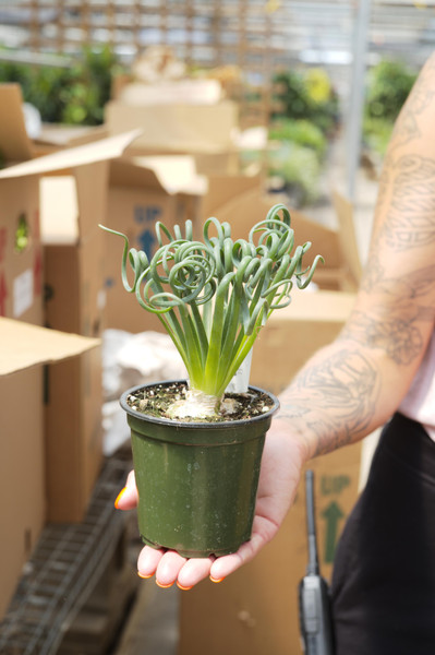 Albuca spiralis
