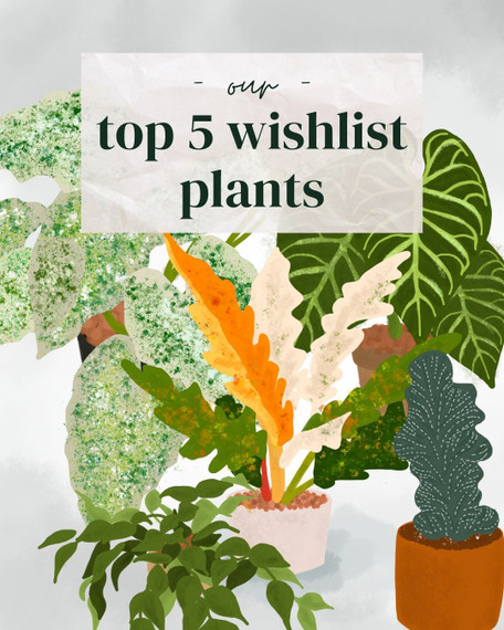 5 Indoor Plants on our (Realistic) 2021 Wishlist