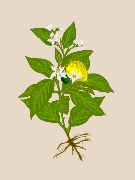 ​Plant Morphology Guides - The Basics of Plant Care