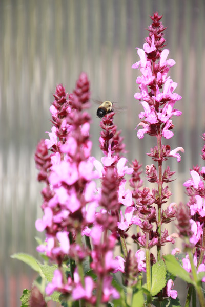 Gardening with Pollinators in Mind