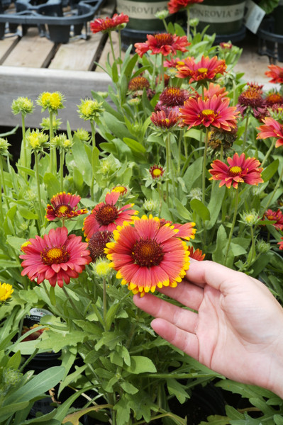 Gaillardia