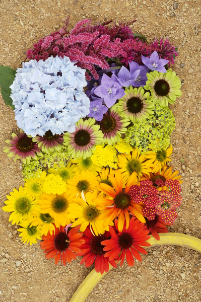 A Rainbow of Color in the Perennial Garden