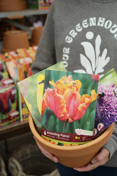 Planting Spring Flowering Bulbs in the Fall