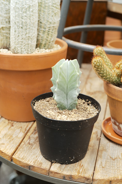 Gray Ghost Organ Pipe Cactus