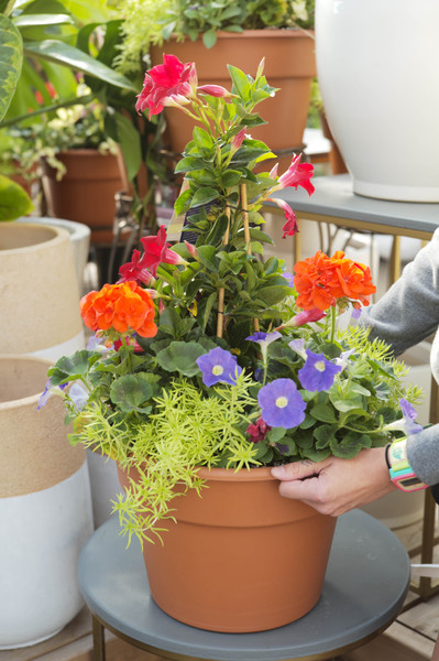 Container Gardening for All Season Color