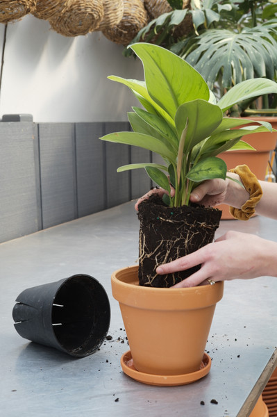 Your Guide to Repotting Indoor Plants