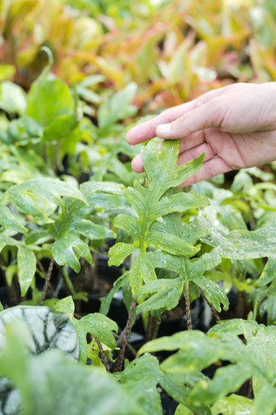 Alocasia brancifolia
