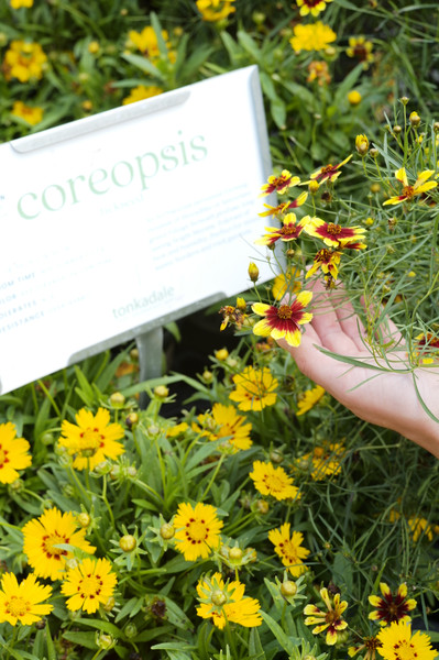 Coreopsis