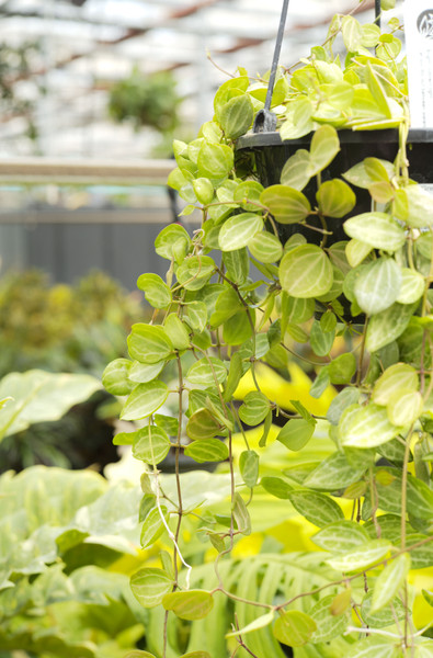 20 Frequently Asked Questions at Tonkadale 