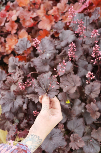 Right Plant, Right Place: How Hardiness Zones Shape Your Garden