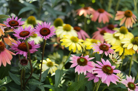 Echinacea