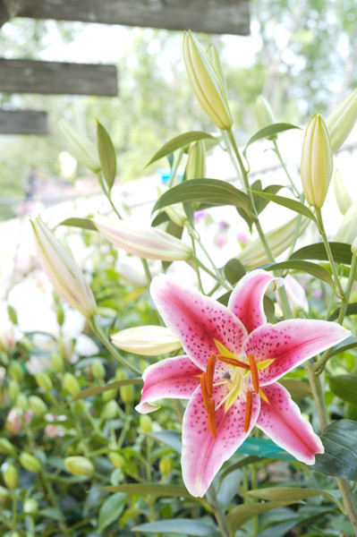 Creating a Cut Flower Garden