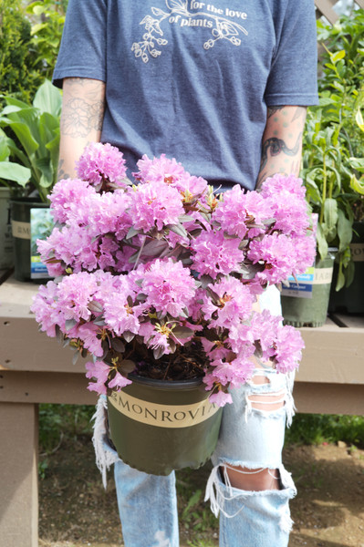 Perennials for Early Spring Color