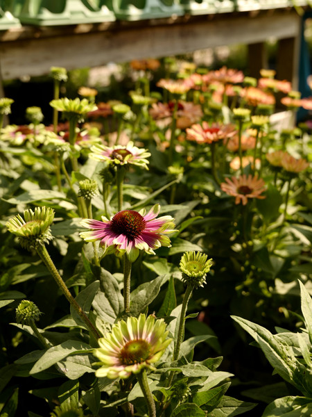 Fall & Winter Garden Prep