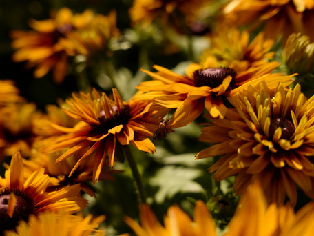 Perfect Perennial Pairings for Fall Color in the Sun