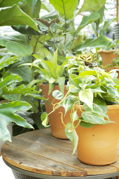 Cool Weather Outside, Bring Houseplants Inside