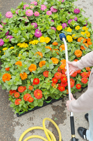Success in the Garden All Summer Long