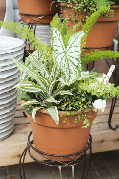 Using Indoor Plants in Outdoor Containers