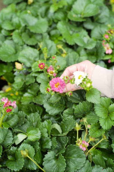 Exploring Edible Perennials
