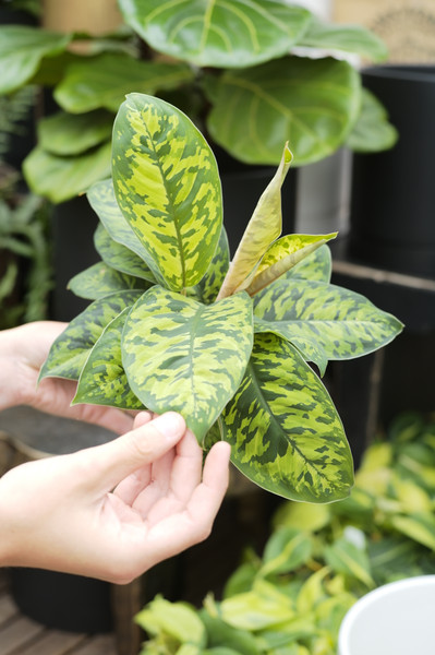 Homalomena Camouflage