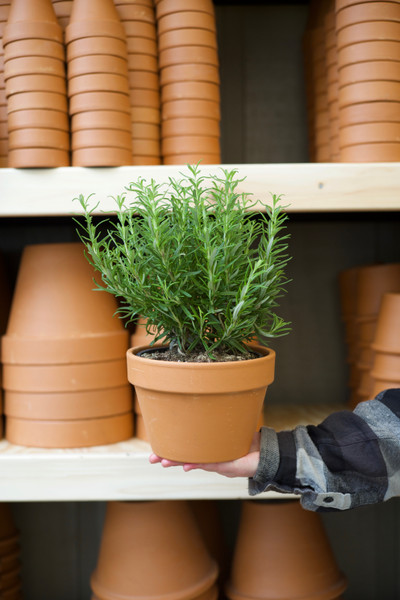 ​How to Harvest and Preserve Herbs