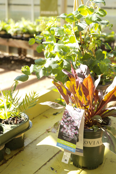 ​Your Guide to Problem Solving Perennials