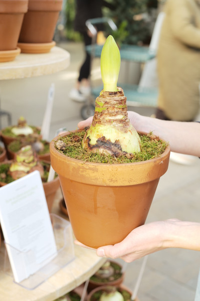 All About Amaryllis & Paperwhites