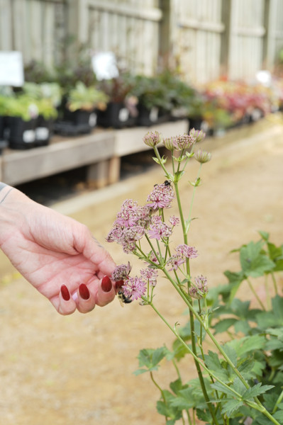 Your Garden as an Ecosystem
